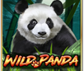 Wild Panda